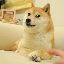 The Doge NFT logo